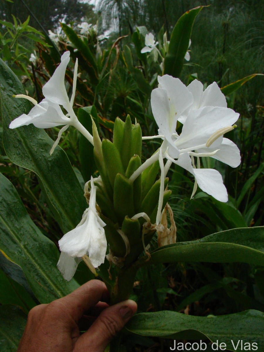 Hedychium coronarium J.Koenig